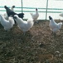 청목농장 이미지