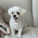 소금소금 펫살롱 이미지