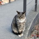 고모리691 이미지