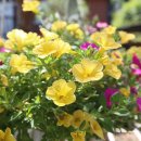 메종 드 씨엘 이미지