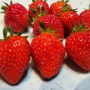 푸른꿈농장 이미지