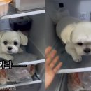 고집불통 이미지
