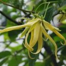 Ylang Ylang