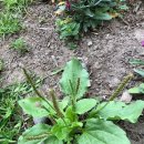 질경이농장2 이미지