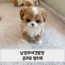 (유)대화환경 | 남양주애견분양 온리유 말티푸