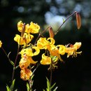 노랑나리꽃 이미지
