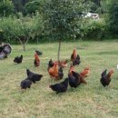 정의농장 이미지