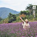 아우라지 광장(주차장) | 10월 국내 여행지 추천 강원도 여행 정선 병방치 스카이워크 짚와이어 버베나 꽃구경