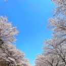 대장금마실길(5코스) | 전북 벚꽃 여행 부안 변산 반도 국립공원 마실길 청림마을