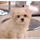 삼성종합동물병원 이미지