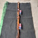 자구리가 멋진 대물 연수목 (감태나무) 지팡이(가격인하) 이미지