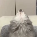 코러스노래 이미지
