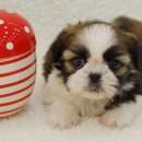 시츄언니 이미지