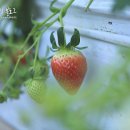 승현1농장 이미지