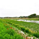 황룡강 꽃길 이미지