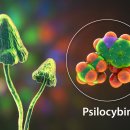‘이 버섯’ 섭취하니 우울증 나았다? 이미지