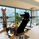 자이로토닉압구정 | 강민경이 하는 운동, 자이로토닉 에코 삼성 체험 후기 _ 몸이 정렬되고 시원해지는 하루