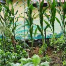 한낮의 꿈 이미지