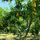 달콤한 푸른농장 이미지