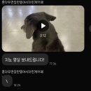 혼자두면 장판뜯어서 차린 개카페 이미지