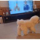 멍실 | 성향테스트 홈텔링 돌봄 청주애견유치원 멍실유치원&amp;애견호텔 후기