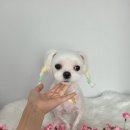 로이애견 이미지