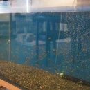 VIP아쿠아카페 이미지