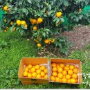 관우농장 이미지