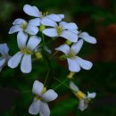 축령산아침 이미지