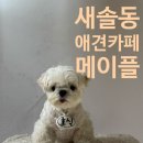 메이플 - 가평군 행자골길 36-19 | 새솔동 애견카페 메이플 방문후기