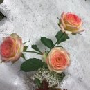 장미농장 이미지