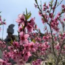 김수찬 | [단지일상]복사꽃 피는 날, 우리 아파트 2주년 축제와 VOS &amp; 김수찬 공연 후기 (feat, 벙커202)