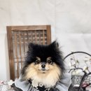 댕그랑댕 이미지