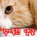 제주더썸플러스 풀빌라온평 이미지