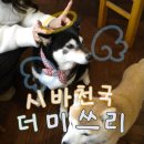 올리스용산점 | 용산 더미쓰리 시바카페 내돈내산 솔직후기 :: 강아지는 귀엽고 카페는 아쉬웠다