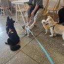 멍푸치노 이미지