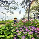 송림쉼터 | 부산 수국명소 해운대 송림 수국 이틀 전 개화상황/속...대구탕 미포 본점/ 스타벅스 엘시티점 솔직 후기