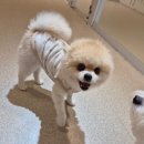 멍치원 | 🐶 쵸파가 편하게 지낸 광안애견호텔 멍치원 후기 🐾✨