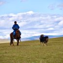 프라임 도그 이미지