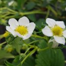 늘해랑농장 이미지