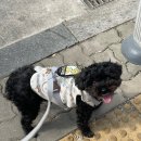 댕까댕까 이미지