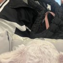 정이동물병원 | 강아지 백내장 수술/부산 지동범동물병원 수술 후기 <2편>