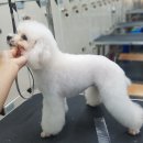 프로펫 애견샵 이미지