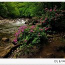 수다래