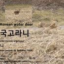 한국고라니 The Korean water deer 이미지