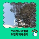 쓰러진 나무 벌목 위험목 제거 문의