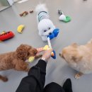 댕댕이의 품격 이미지