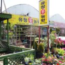 유정화원 이미지