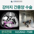 신월로L | 12살 강아지 간종양 수술 CT검사 후기