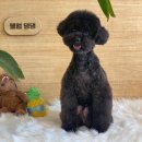 댕댕살롱앤스파 이미지